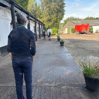 Horse being walked through the stable yard during a veterinary inspection at Bourne Vale Stables.