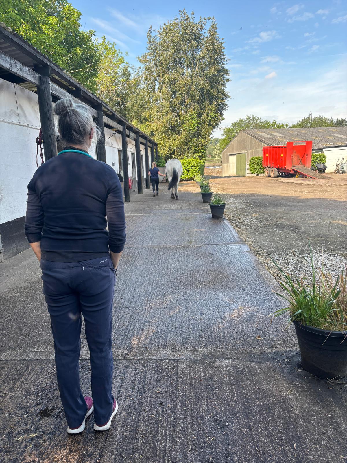 Horse being walked through the stable yard during a veterinary inspection at Bourne Vale Stables.